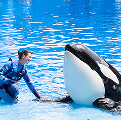 New Orca Experience at SeaWorld San Diego