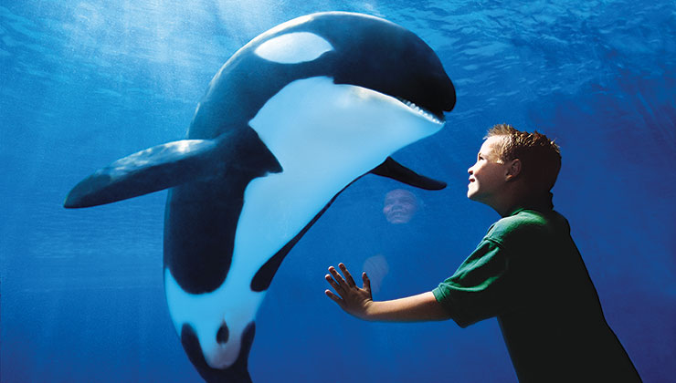 SeaWorld San Diego Single Day + Eat Free All Day! ​- <b>Refundable Tickets</b> 